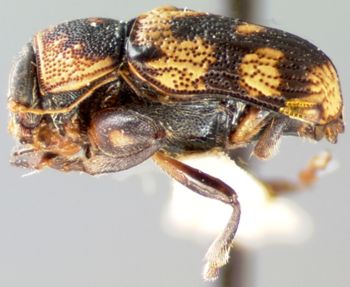 Media type: image; Entomology 8800   Aspect: habitus lateral view